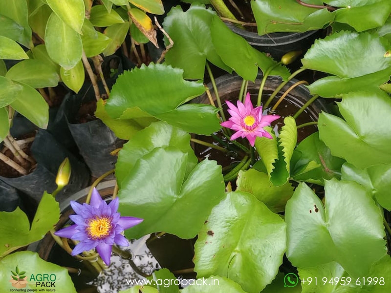 4-Varieties-Of-Water-Lilies2