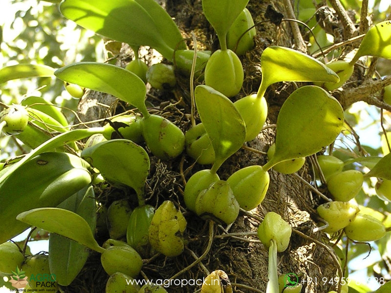 Bulbophyllum-neilgherrense-Wight1