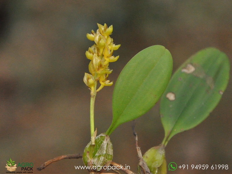 Bulbophyllum-neilgherrense-Wight2