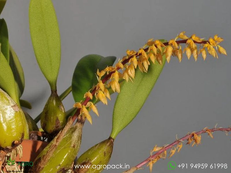 Bulbophyllum-neilgherrense-Wight4