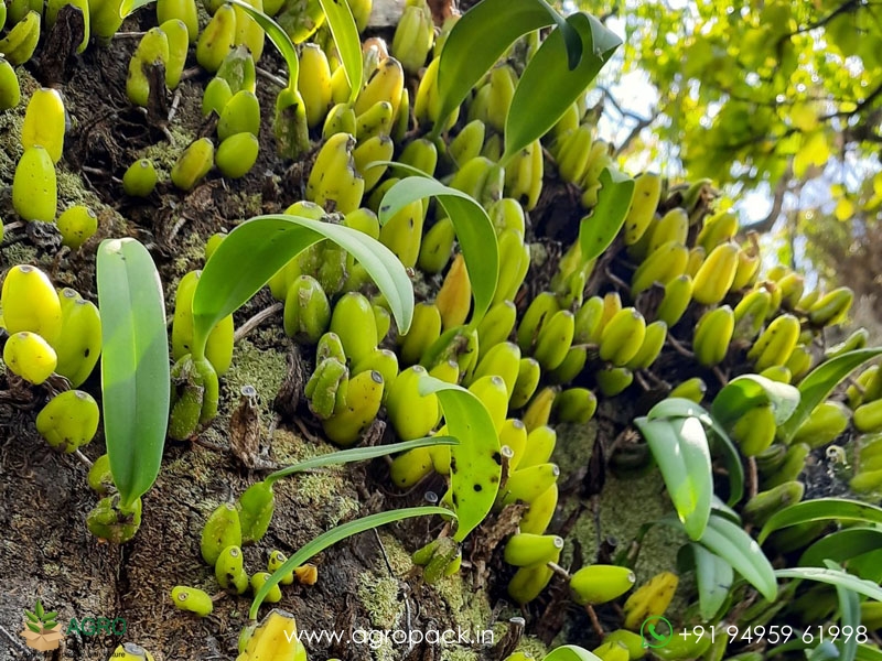 Bulbophyllum-neilgherrense-Wight5