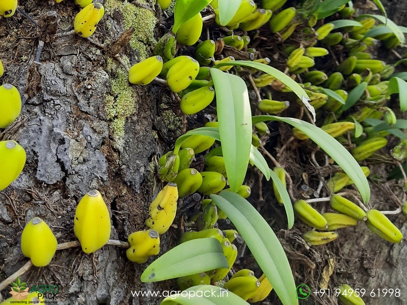 Bulbophyllum-neilgherrense-Wight6
