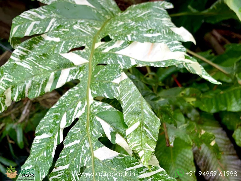 Drynaria-quercifolia-verigated1