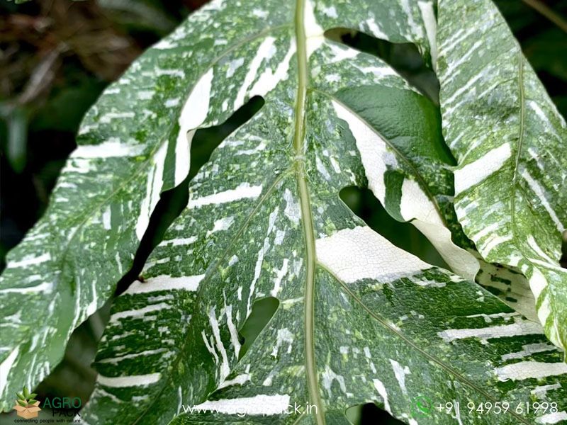 Drynaria-quercifolia-verigated2