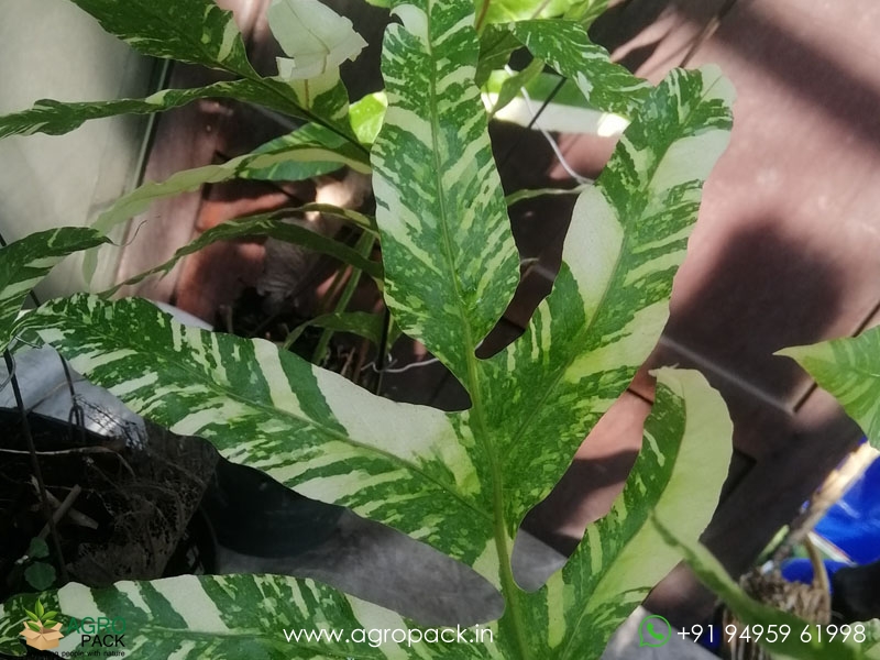 Drynaria-quercifolia-verigated4