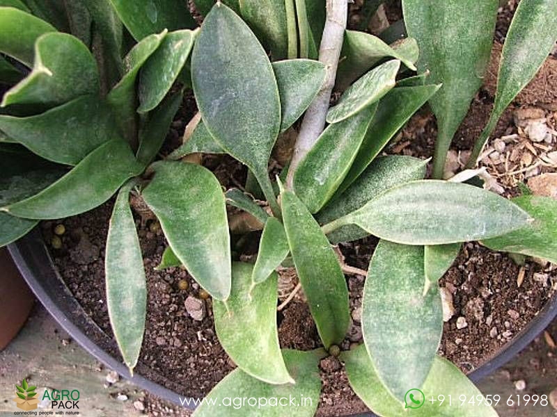 Dwarf-Spoon-Leaf-Sansevieria1
