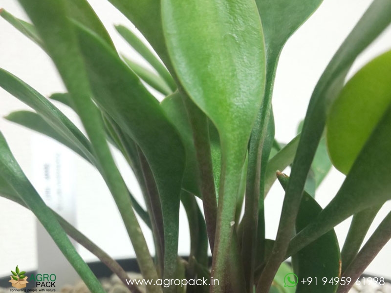 Dwarf-Spoon-Leaf-Sansevieria2