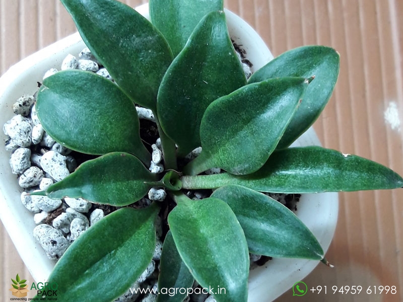 Dwarf-Spoon-Leaf-Sansevieria4
