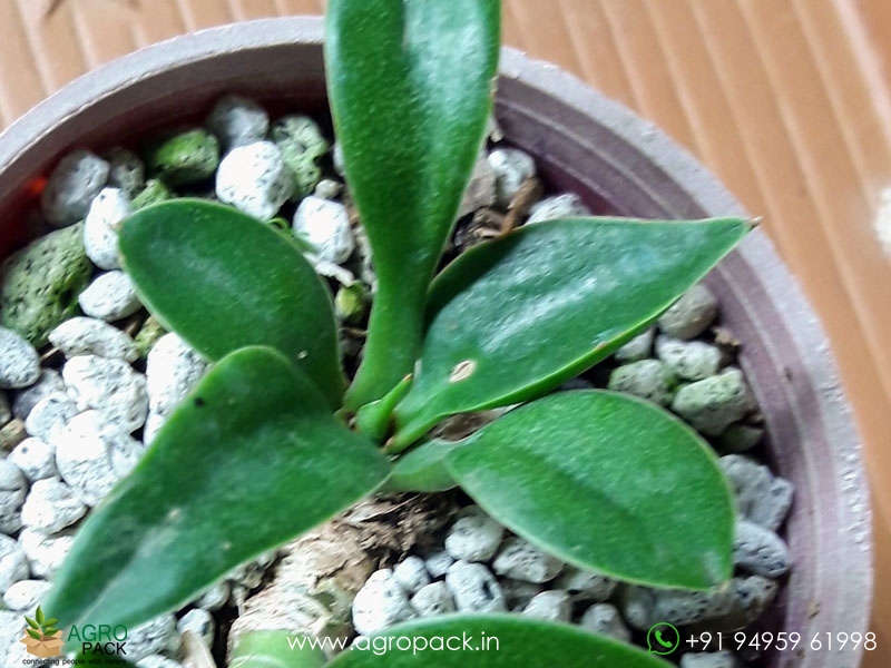 Dwarf-Spoon-Leaf-Sansevieria5
