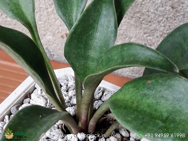 Dwarf-Spoon-Leaf-Sansevieria6