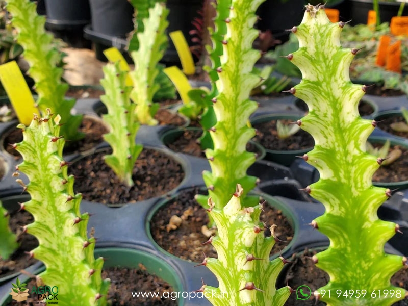 Euphorbia-Trigona-variegata3