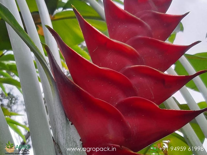 Heliconia-St.-Lucia1