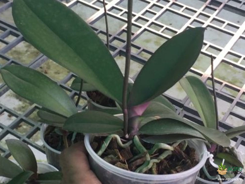 Phalaenopsis-Ben-Orchid-2
