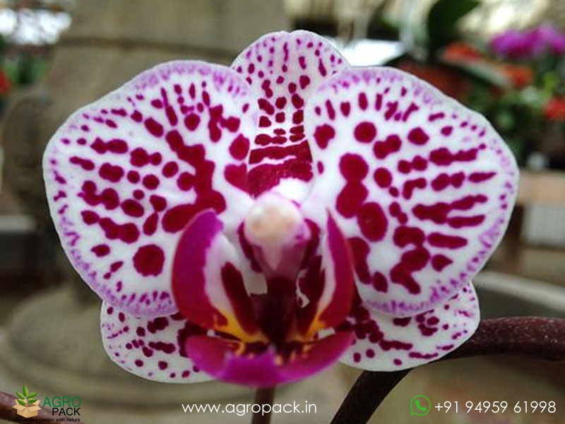 Phalaenopsis-Orchid-Chian-Xen-Diamond3