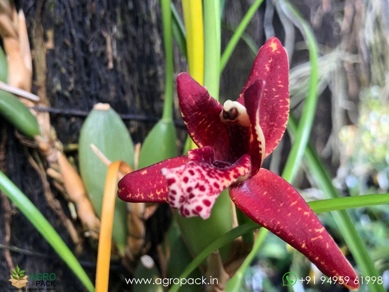 Red-Coconut-Orchid1