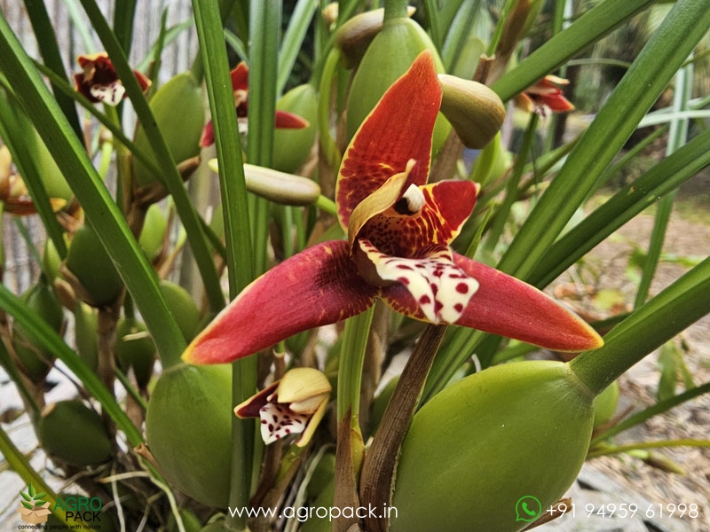 Red-Coconut-Orchid2