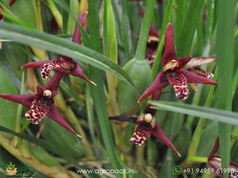 Red-Coconut-Orchid3