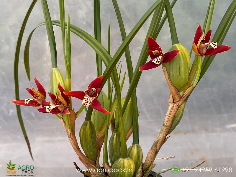 Red-Coconut-Orchid4