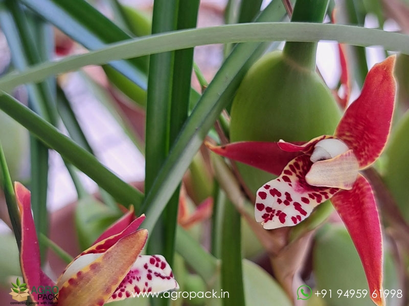 Red-Coconut-Orchid6