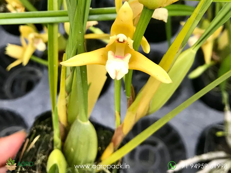 Yellow-Coconut-Orchid3