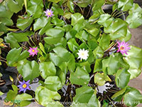 4-Varieties-Of-Water-Lilies1