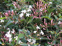 Jasminum-Polyanthum1