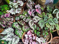 10-varieties-of-bigonia