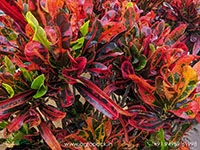 10-varieties-of-croton