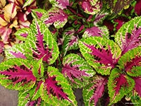 100-Types-Coleus1