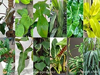 12-Varieties-of-Philodendron-Top-Cuttings1