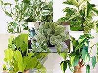 4-Types-MoneyPlant2