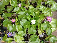 4-varieties-of-water-lilies