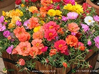 lisianthus-plant-for-sale-in-india-online-plant-nursery