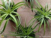 7-types-of-air-plants