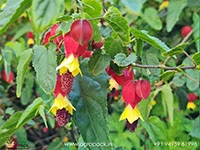 abutilon-megapotamicum