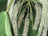 acalypha-cat-tail-white