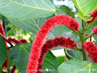 acalypha-hispida