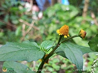 Acmella-oleracea-toothache6