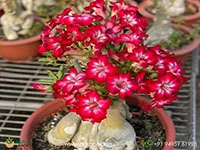 adenium-red-arabicum