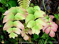 Adiantum-Macrophyllum-fern2