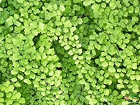 adiantum-capillus-veneris