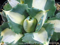 agave-isthmensis