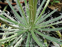 Agave-geminiflora1