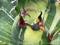 Agave-titanota-White-Whale-Variegated4