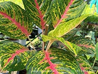 aglaonema-boxer