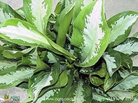 aglaonema-diamond-bay