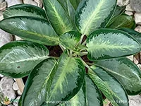Aglaonema-Green-Bowl3