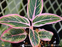 aglaonema-lotus-delight