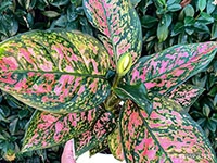 Aglaonema-Pink-Dalmatian2