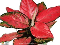 aglaonema-red-anjamani